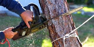 Best Palm Tree Trimming  in New Cumberland, WV