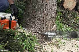 Best Fruit Tree Pruning  in New Cumberland, WV