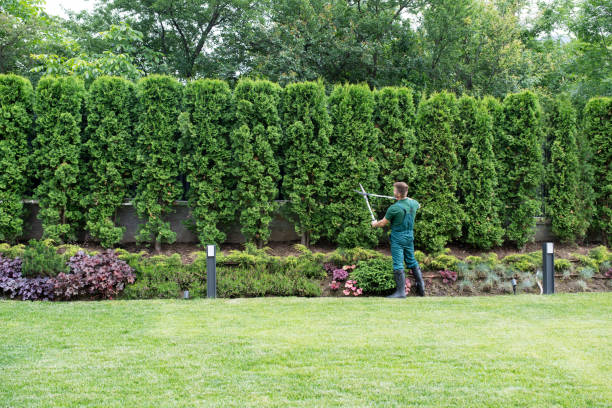 Best Tree Health Inspection  in New Cumberland, WV